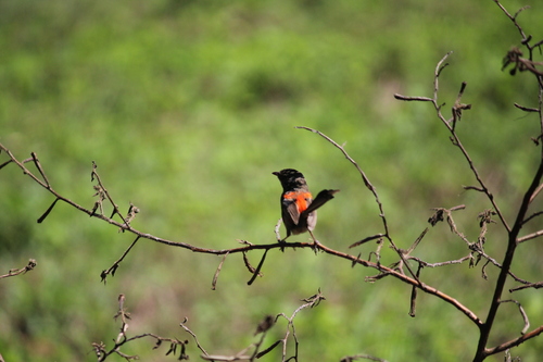 Red-backed Fairywren