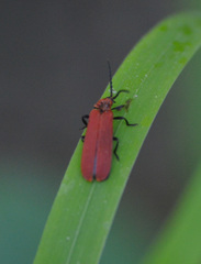 Erotinae