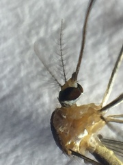 Wyeomyia mitchellii