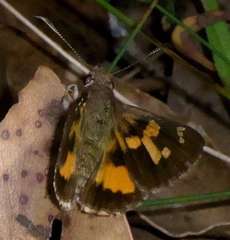 Trapezites phigalioides