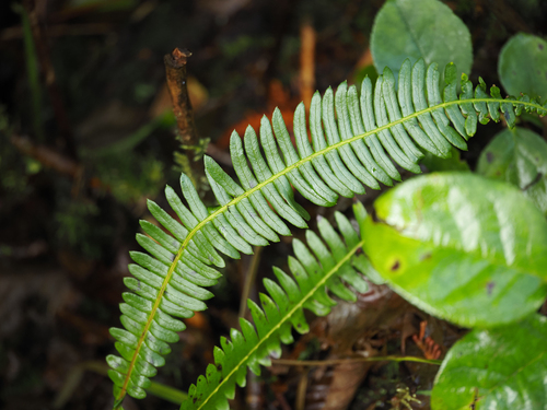 Struthiopteris spicant observed 2026-10-28
