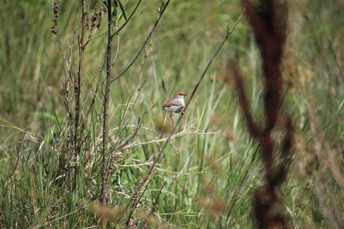 Superb Fairywren