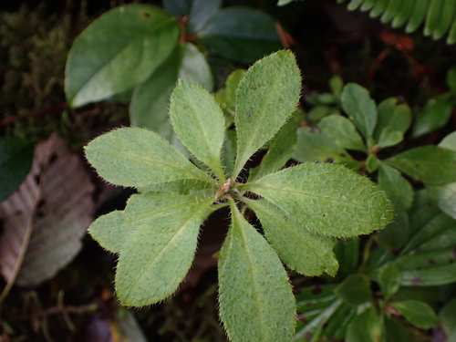 Rhododendron menziesii observed 2026-10-28