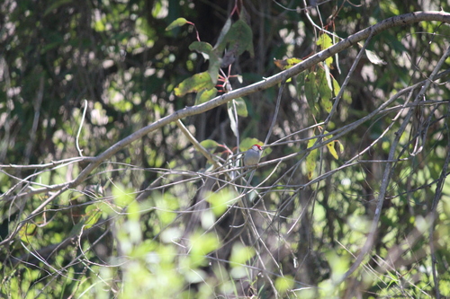 Neochmia temporalis observed 2026-10-29