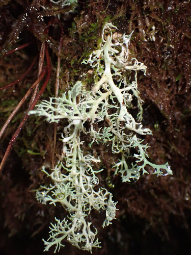 Stereocaulon observed 2026-10-28