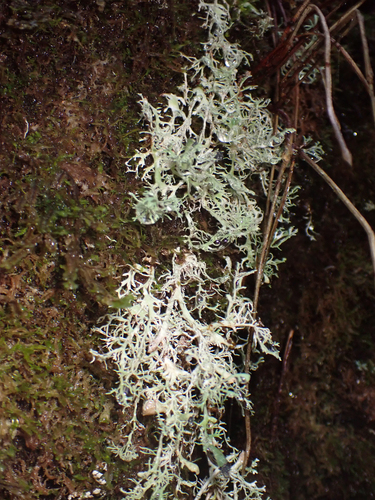 Stereocaulon observed 2026-10-28