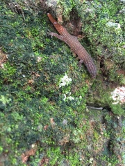 Sphaerodactylus argus