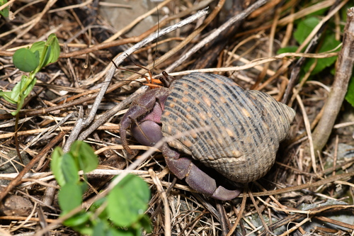 Coenobita brevimanus observed 2026-10-13