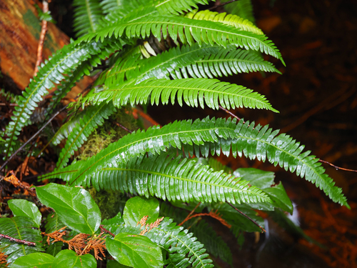 Struthiopteris spicant observed 2026-10-28