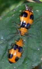 Aulacophora hilaris