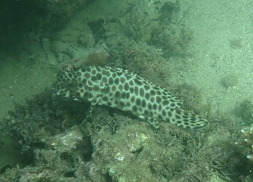 Epinephelus quoyanus observed 2026-10-28