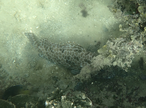 Epinephelus quoyanus observed 2026-10-28