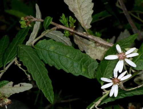 Image of Olearia rugosa by (c) Russell Best, some rights reserved (CC BY)