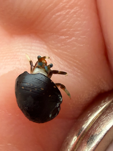 Calcinus laevimanus observed 2026-10-28