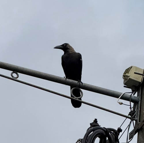Corvus observed 2026-10-29