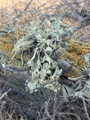 Ramalina observed 2026-10-28