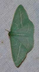 Chlorocoma stereota