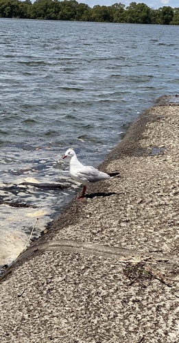 Silver Gull