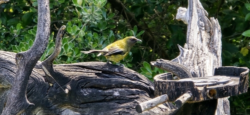 Anthornis melanura observed 2026-10-26