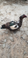 Cairina moschata domestica