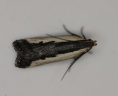 Dichomeris serrativittella