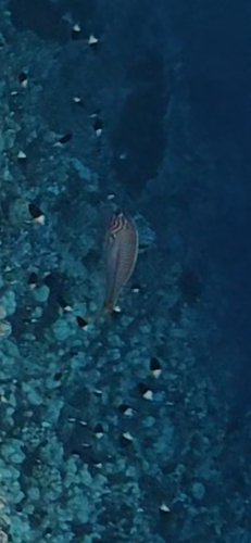 Thalassoma observed 2026-10-28