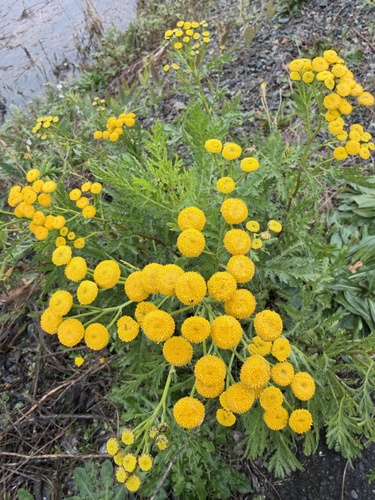 Common Tansy