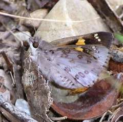 Trapezites phigalioides