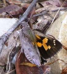 Trapezites phigalioides