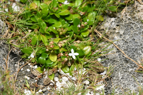 Leptopetalum strigulosum observed 2026-10-14