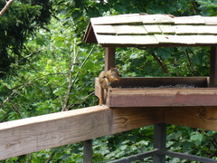 Tamiasciurus hudsonicus abieticola