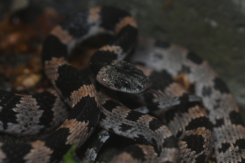 Oriental Odd-tooth Snake