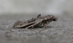 Epermenia albapunctella