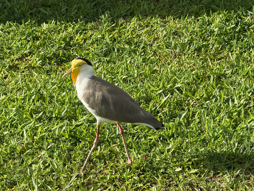 Masked Lapwing