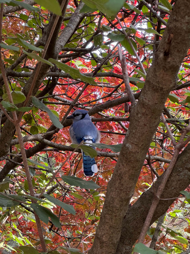 Blue Jay