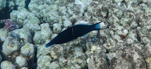 Red Sea Bird Wrasse
