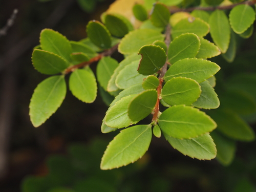 Oregon Boxwood