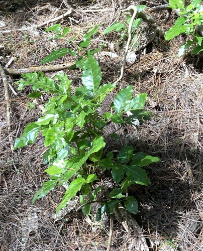 Dysoxylum observed 2026-10-25