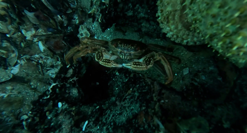 Red Rock Crab