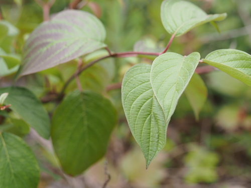 red osier dogwood