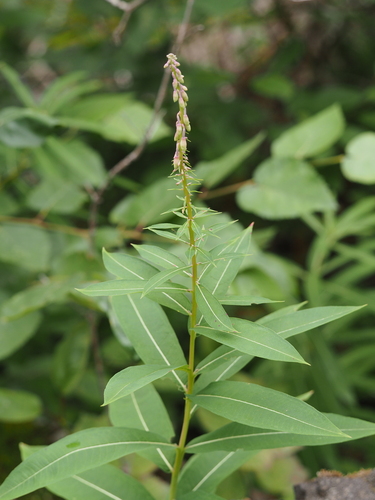 fireweed