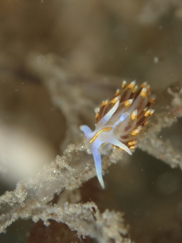Opalescent Nudibranch