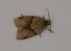 Coelostathma discopunctana