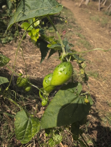Actinostemma tenerum