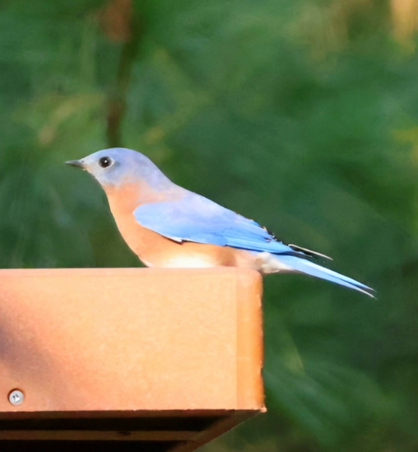 Eastern Bluebird