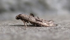 Epermenia albapunctella