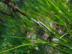Carex acutiformis