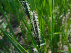 Carex acutiformis