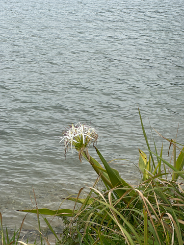 mangrove lily