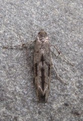 Epermenia albapunctella